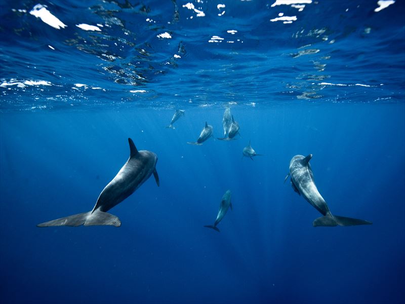 【通常プラン】ボニンブルーの海でイルカとダイビング！！