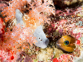 モルディブクルーズ