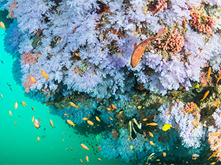 モルディブクルーズ