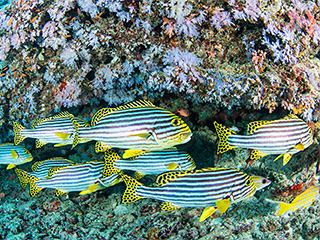 モルディブクルーズ