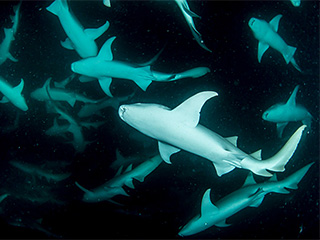 モルディブクルーズ