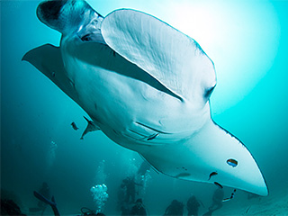 モルディブクルーズ