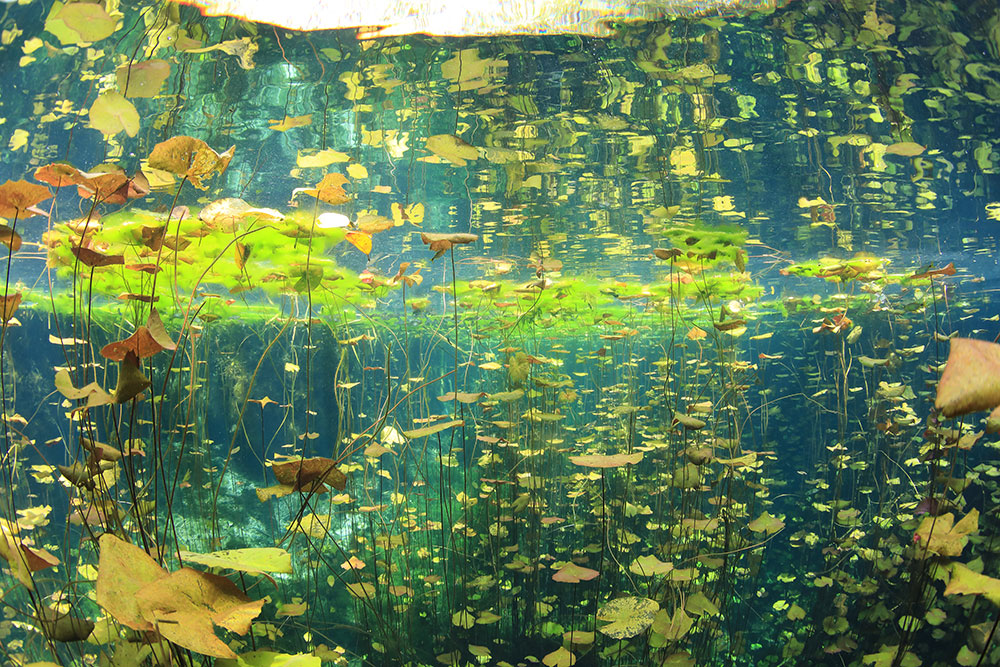 カンクンでのダイビングレポート 水中写真家 鍵井靖章｜ダイビング