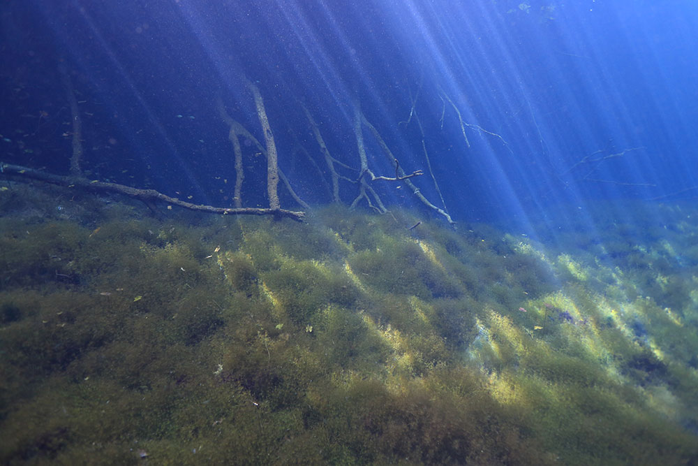 カンクンでのダイビングレポート 水中写真家 鍵井靖章｜ダイビング