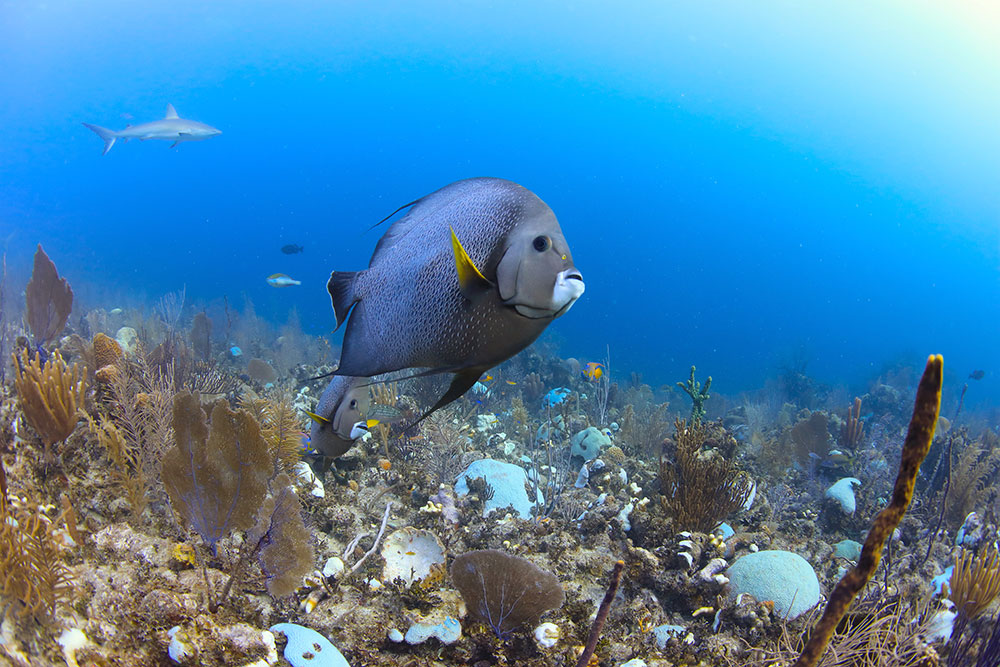 海水魚用品 WRANGLER RUBICON 2024 Jeep Wrangler Rubicon 4xe — Rough and ready and civilized