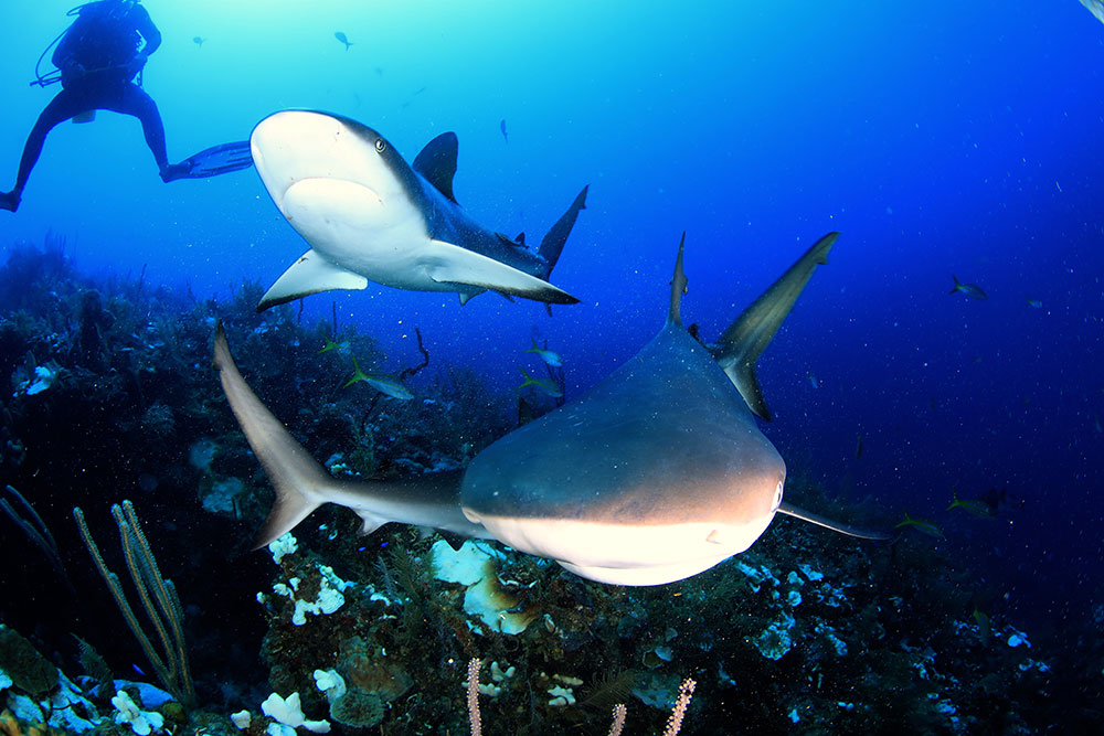 キューバでのダイビングレポート 水中写真家 鍵井靖章｜ダイビング