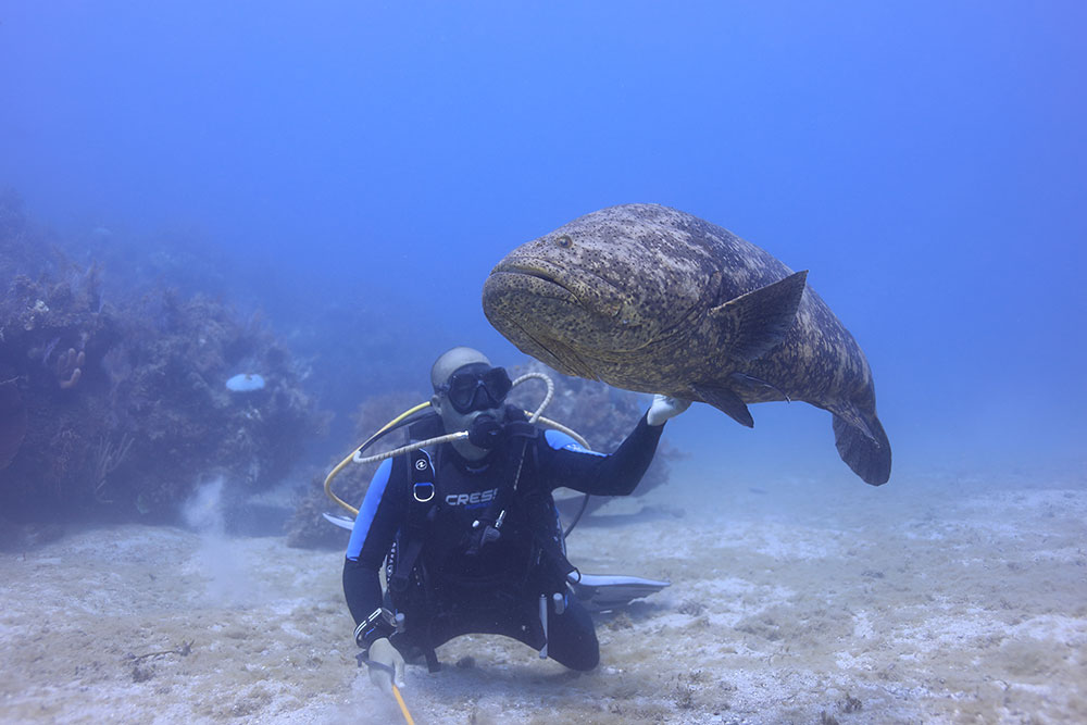 キューバでのダイビングレポート 水中写真家 鍵井靖章｜ダイビング