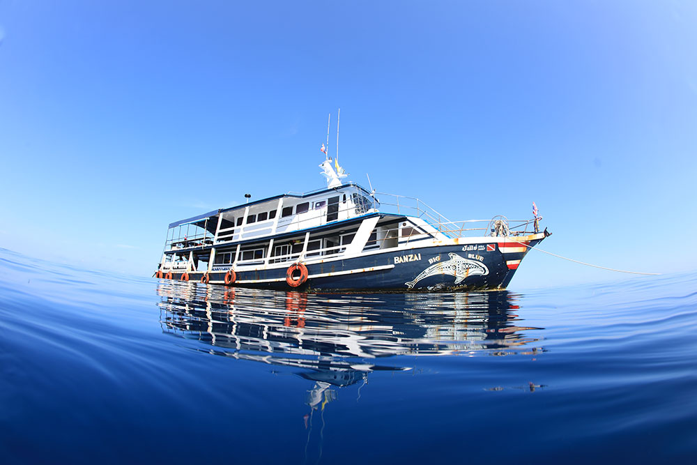 中村左洲　潮おどる鯛 中村左洲 潮おどる鯛 中村左洲 遊鯛図/Web書画ミュージアム/長良川画廊