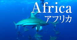 アフリカ