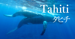 タヒチ