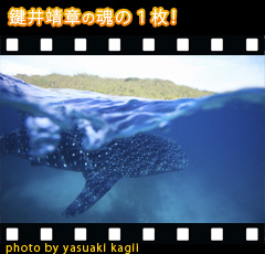 水中カメラマン鍵井靖章のおすすめポイント