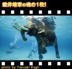 水中カメラマン鍵井靖章のおすすめポイント