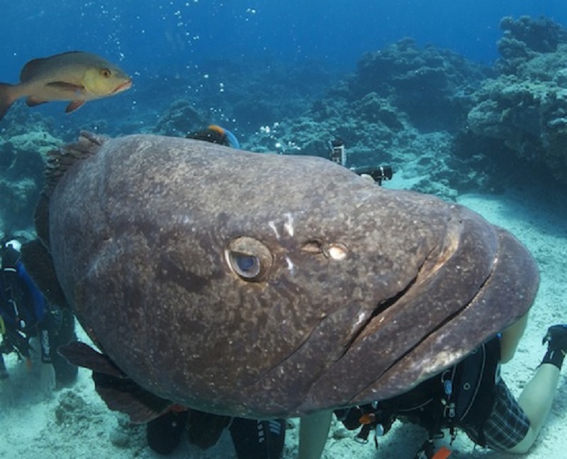 【世界遺産】グレートバリアリーフを縦横無尽にクルーズで潜る！ 最大16ダイブ付 7日間　関空発着