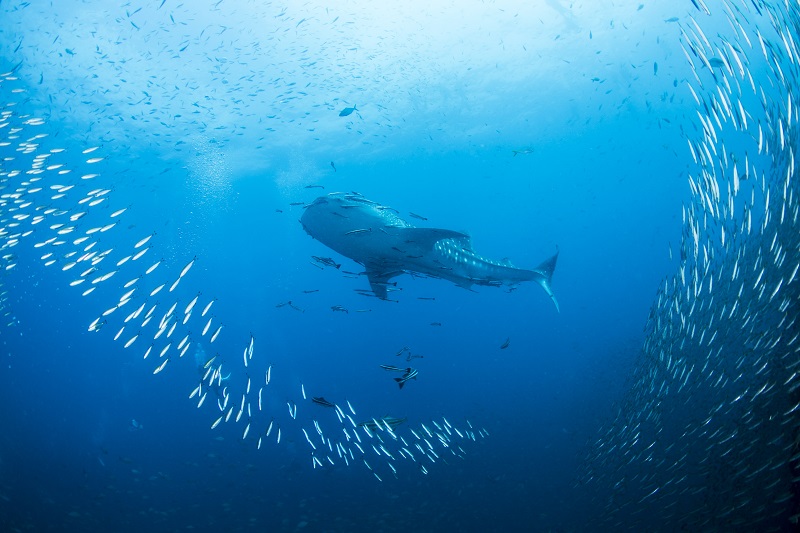 サムイ・タオ島