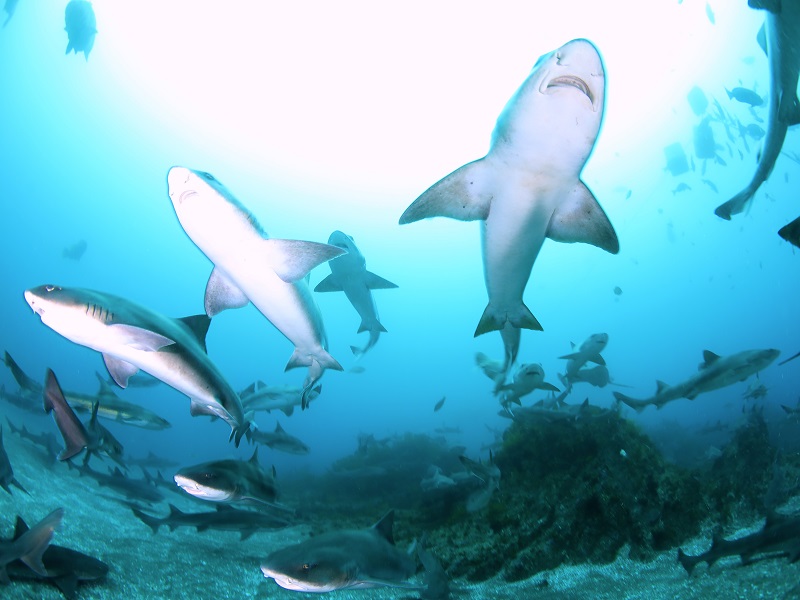 【with pick-up and drop-off services】 Tateyama banded houndshark Tour 2DIVING / one day trip