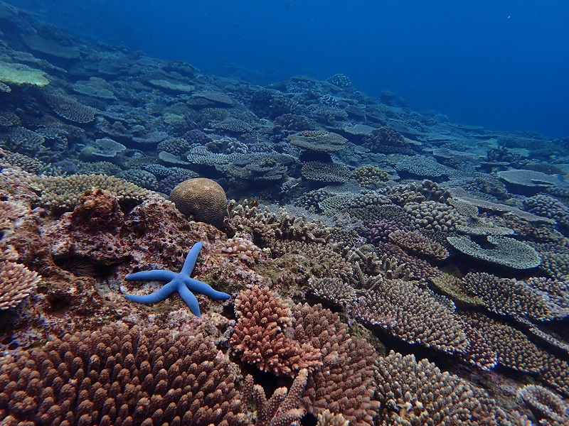 【羽田発】美ら海を潜る！！沖縄本島 4日間