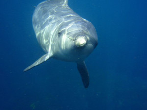 イルカの棲む東京の島ワイドな世界