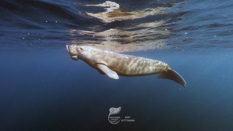 【インドネシア】ジュゴンと泳げる海≪アロール≫＆マッコウクジラを狙え≪レンバタ島≫ 写真3