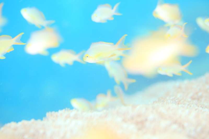 ❝大物、群れ、マクロ、サンゴ、全てが楽しいモアルボアル❞ 写真2