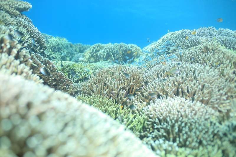 ❝大物、群れ、マクロ、サンゴ、全てが楽しいモアルボアル❞ 写真3