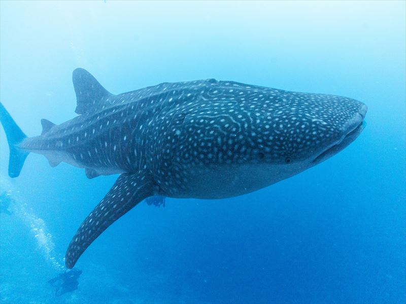 まだ間に合う！！！GWもダイビングへ♪