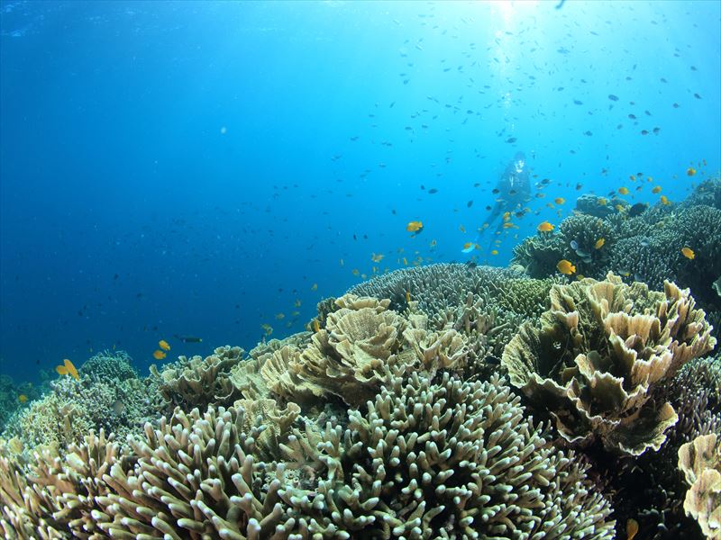 【モアルボアル】期間限定TIKITIKI DIVERS共同キャンペーン追加！！