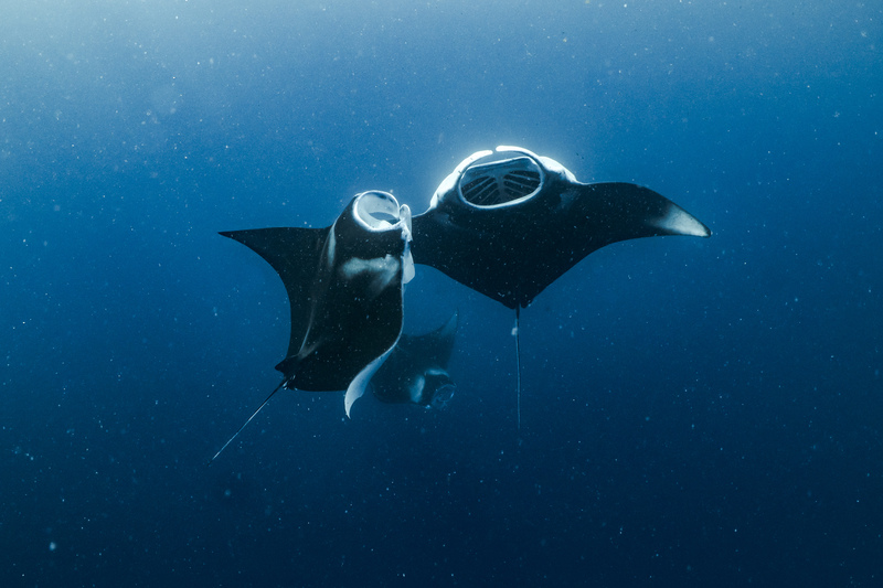 直航便で快適、楽にパラオ旅行！