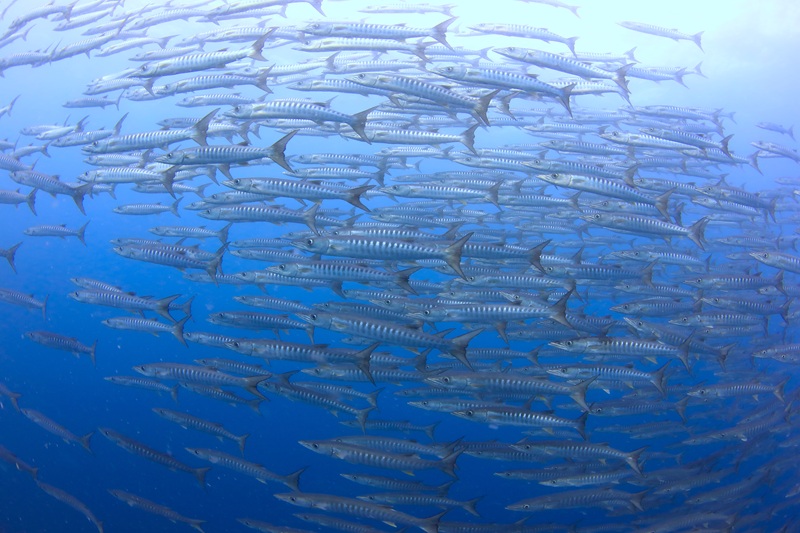 【超ワイドポイント】マラトゥア　壁のような大群は迫力満点！！