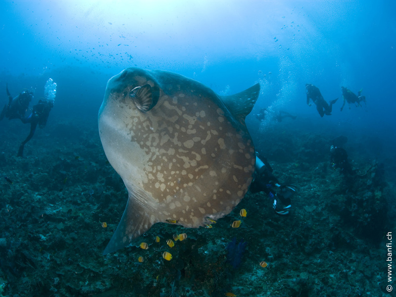 WTP30周年記念、あなただけのバリ周遊ツアー