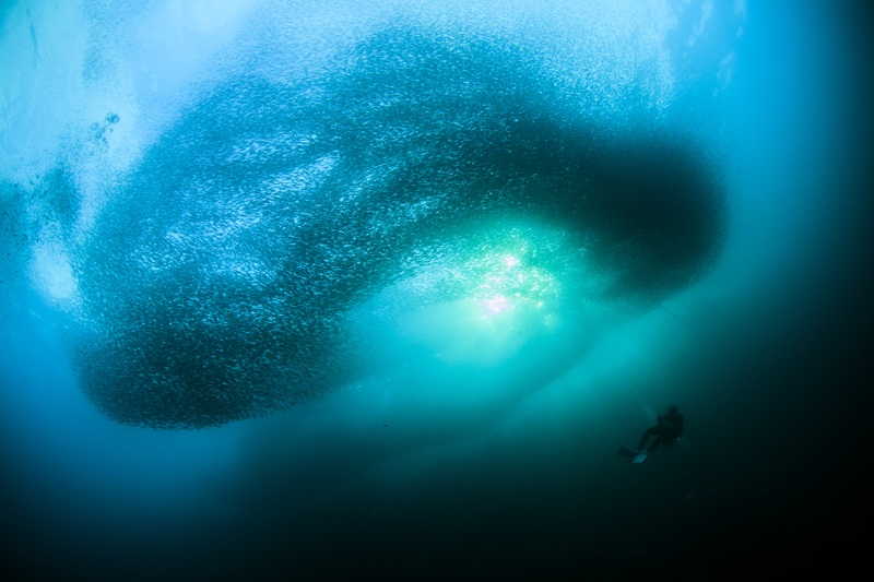 【30周年記念ツアー】1日4ダイブ　5日間でなんと11ダイブ！モアルボアル新商品！