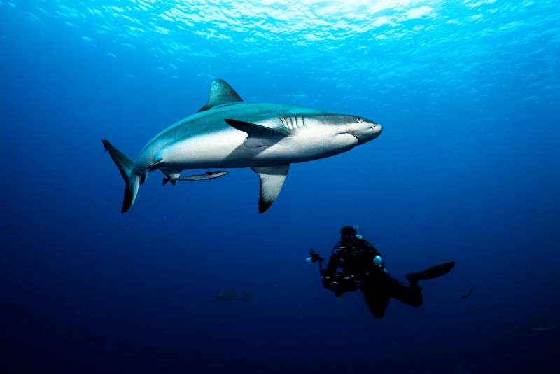 世界遺産の海でダイビング♪グレートバリアリーフへ！