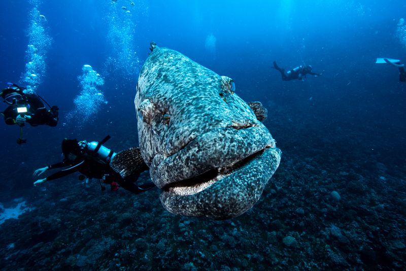 世界遺産の海でダイビング♪グレートバリアリーフへ！