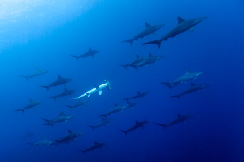 国内でダイバーの希望を叶える！日本最西端の与那国