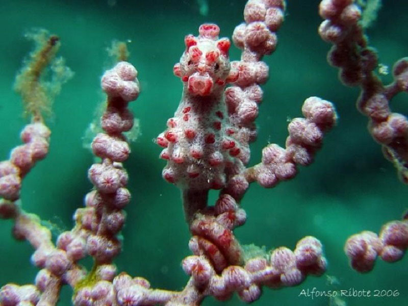 【生物の宝庫】インドネシアの秘境ラジャアンパットへ！！