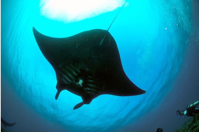 【生物の宝庫】インドネシアの秘境ラジャアンパットへ！！