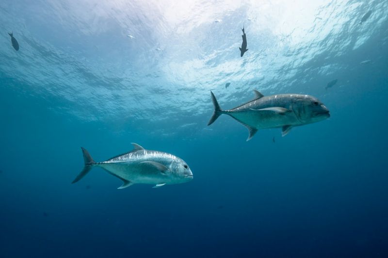 【フォームラ環礁】タイガーシャークへ会いに行こう♪