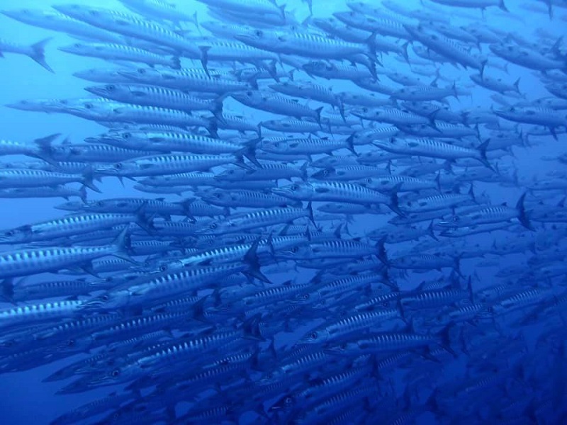 【与那国】海底遺跡にハンマーヘッド・・・浪漫と冒険の海！