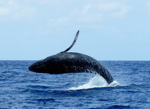 小笠原にザトウクジラのシーズンがやってきた