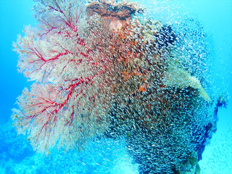 息を呑むほどの透明度！圧巻のサンゴ礁<伊是名島> 写真1