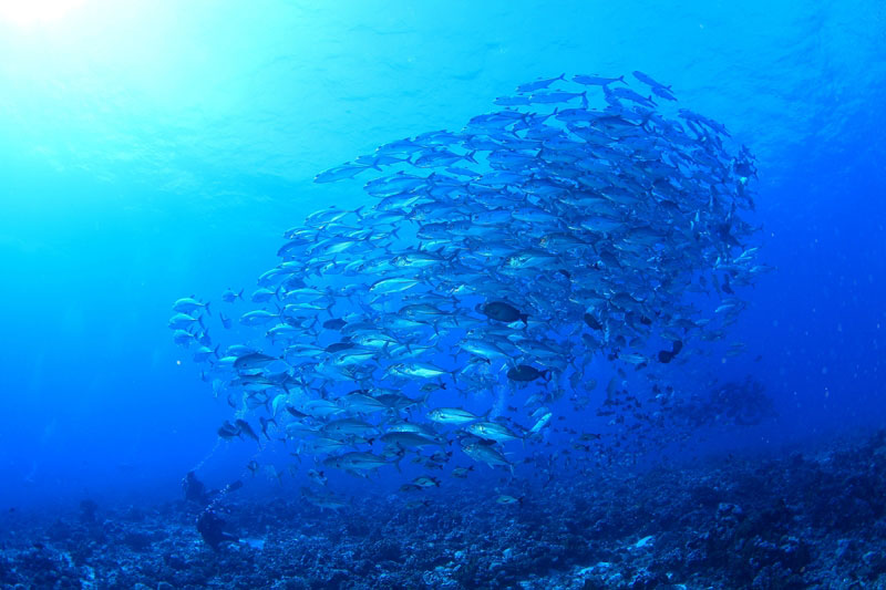 「地球上で最も魚影が濃い」と言われた海　ティケハウ！最大8ダイブ付 8日間 写真1
