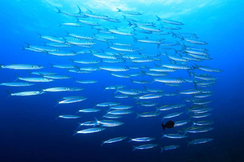 ★GW★Sari Dive利用　透明度の高いムンジャンガンの海でダイビング！最大8ダイブ付　7日間 写真4