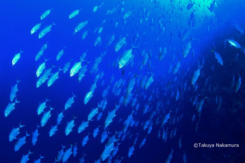 ダイナミックでバラエティに富んだ海を潜る！16ダイブ付 8日間　ラッセル諸島 写真2