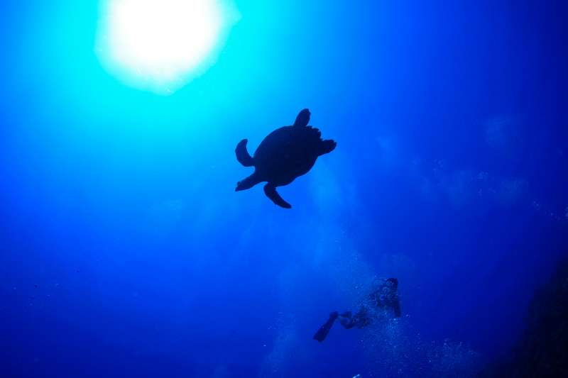 世界第2位の大サンゴ礁地帯、ベリーズバリアリーフを堪能！知られざる楽園・中米『ベリーズ』を潜るダイビングツアー！！ 最大6ダイブ付 7日間 写真