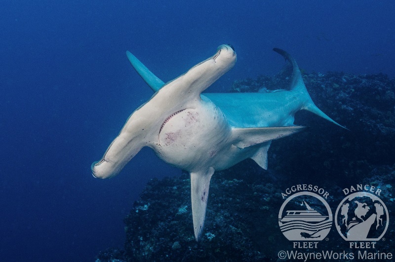 世界中のダイバーが憧れる絶海の孤島【ココ島】アグレッサーで潜る 15日間 写真5