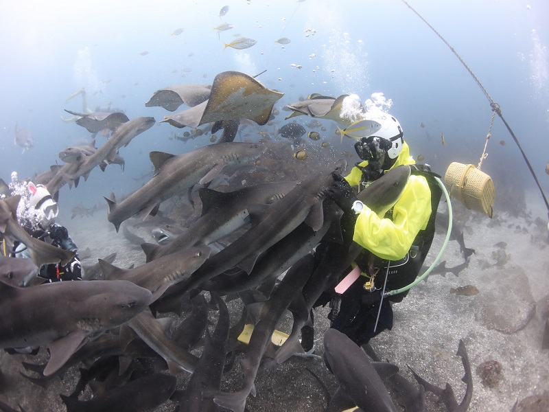 【with pick-up and drop-off services】 Tateyama banded houndshark Tour 2DIVING / one day trip 写真4