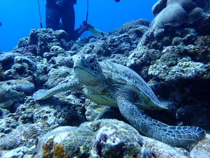 【伊丹発】サンゴ礁の島～与論島～5日間 写真