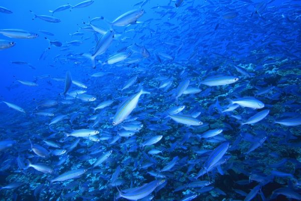 天国にいちばん近い島、ニューカレドニアより期間限定キャンペーン♪ 写真