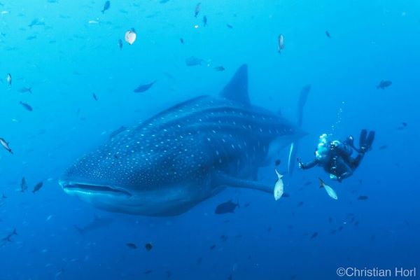 日本人同行メキシコ・ソコロツアー　大物三昧の12日間♪ 写真