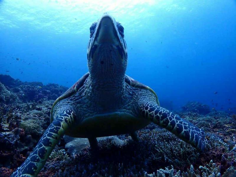 ★インドネシア★～ヌサペニダ～ 写真