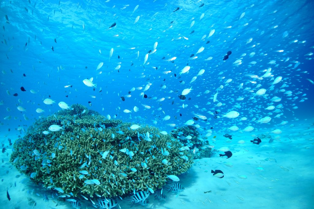 青い海と珊瑚礁の島「座間味島」 写真